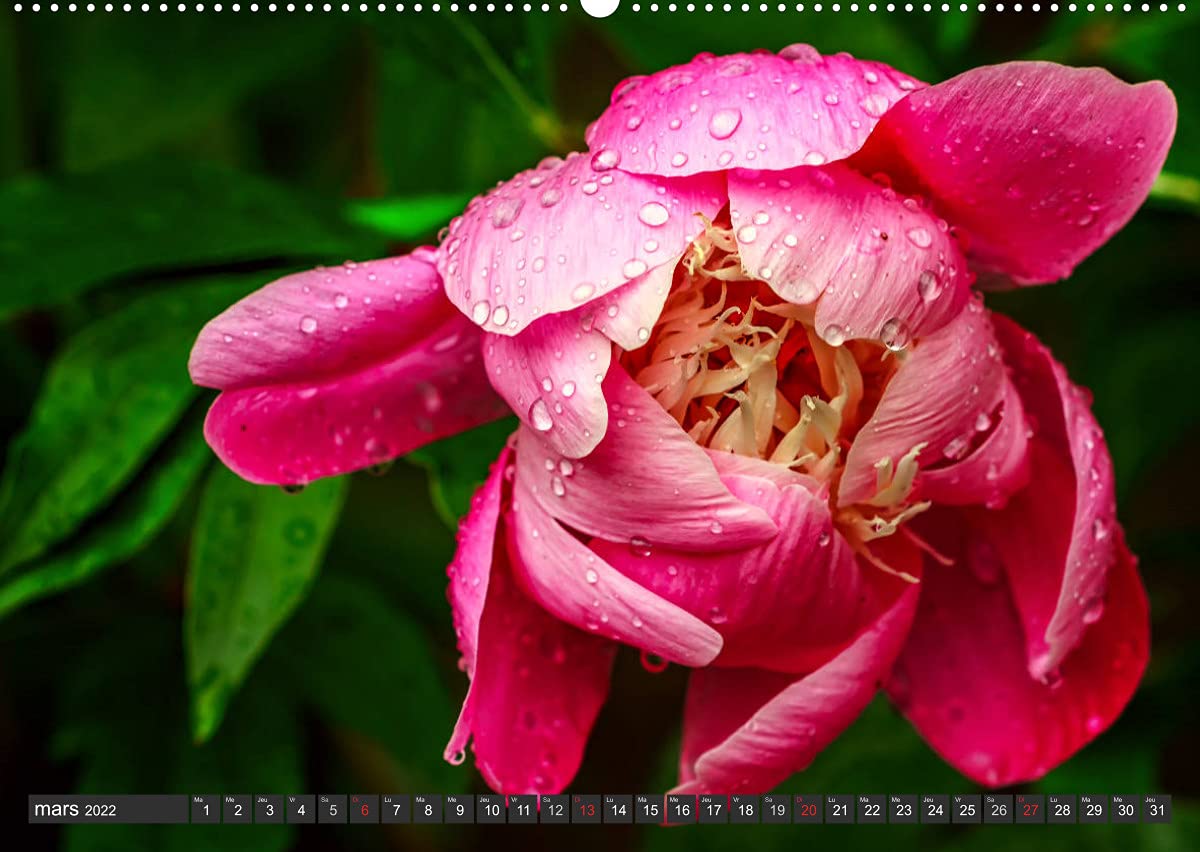 Contemplation florale (Premium, hochwertiger DIN A2 Wandkalender 2022, Kunstdruck in Hochglanz): La contemplation d'une fleur est un des premiers ... de notre âme. (Calendrier mensuel, 14 Pages )