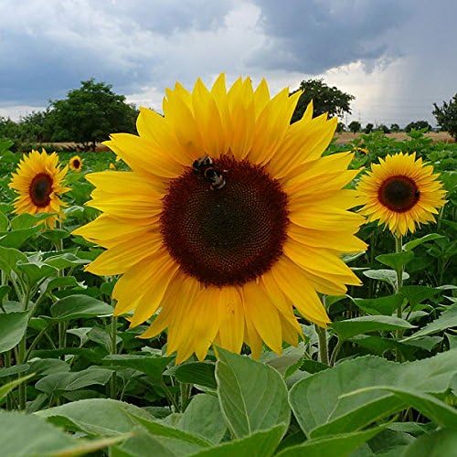 AIREX SUNFLOWER RUSSIAN GIANT FLOWER SEED FOR EATABLE WITH ORGANIC (AVG 40-50 ++) SEED X 6 PACKET