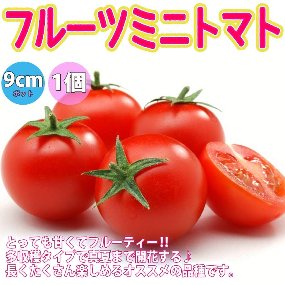 Amazon.co.jp: 極甘フルーツトマト系トマト苗 4品種セット【野菜