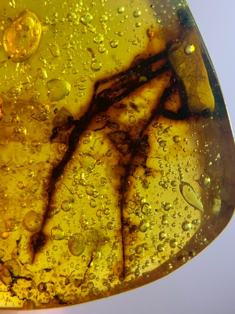 Burmese burmite Cretaceous Lizard Claw Insect Fossil Amber Myanmar