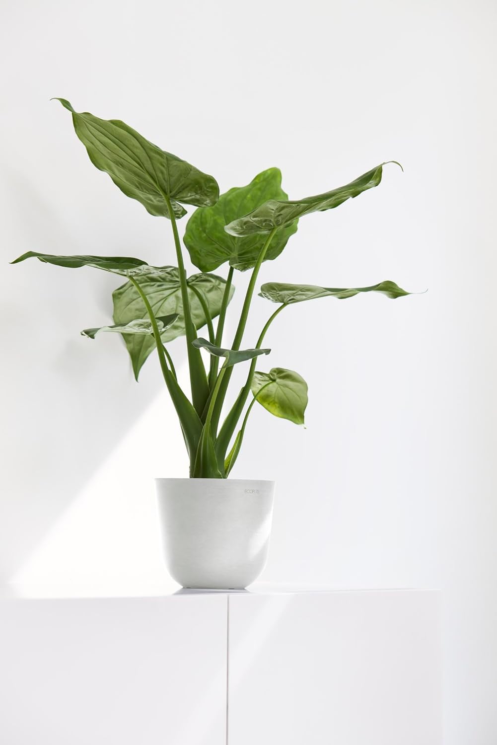 Ecopots Oslo Mini Durable Modern Round Indoor/Outdoor Recycled-Based Composite Flower Pot Planter, Pure White, 6"