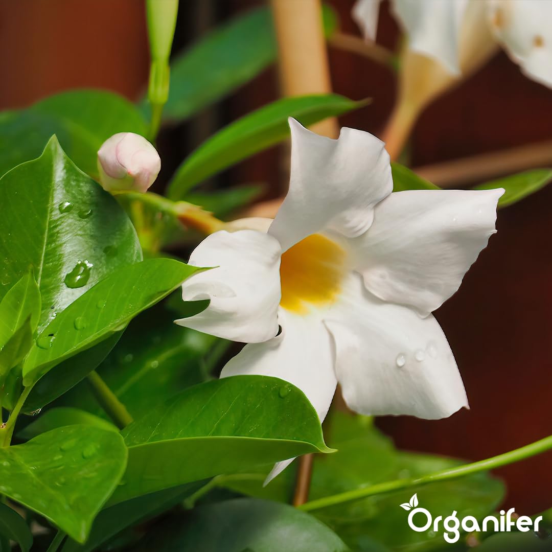 Concime liquido organico 1L per Dipladénia – fioritura splendida e crescita sana – Organifer