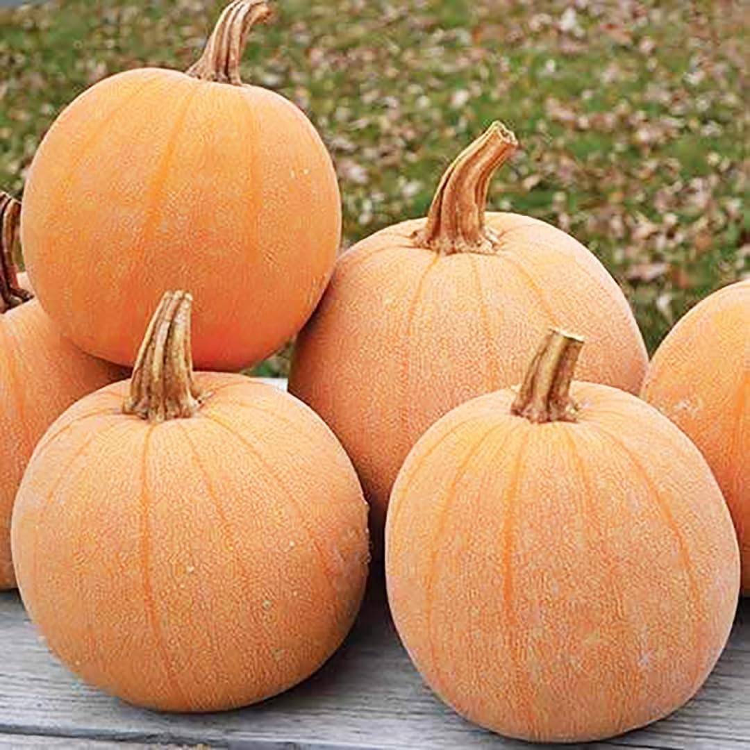 Winter Luxury Pumpkin Seeds - Heirloom - Heirloom Silky Texture for a Perfect Pie. This Marvelous, Small Pumpkin has a Unique, Netted Skin. Typical Weight is 6–9 lbs (Pack of 2)