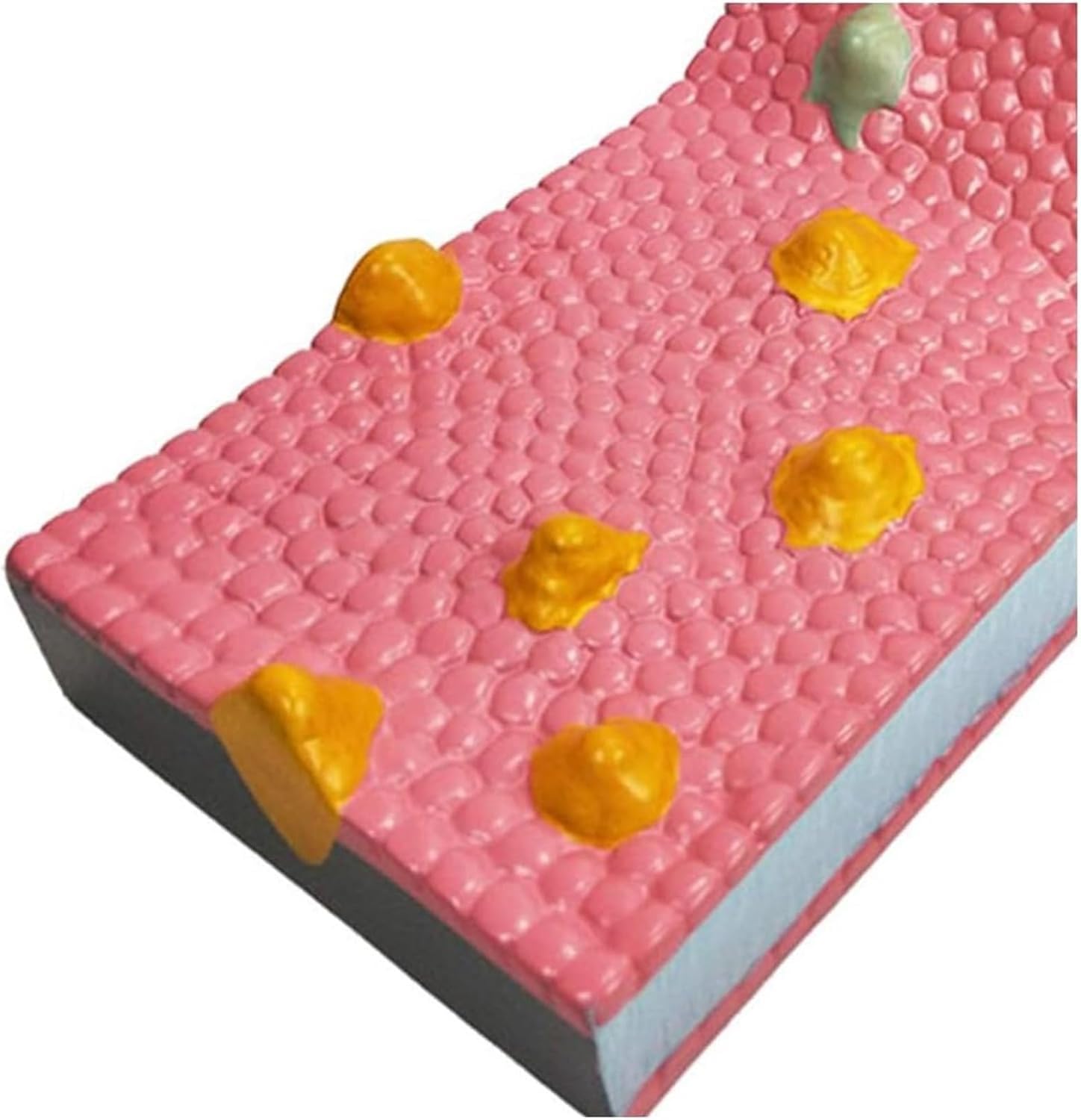 Modello a mosaico di flusso a membrana cellulare, anatomia della struttura liquida fosfolipidica per dimostrazione di insegnamento biologico, strumento educativo per studi di biologia cellulare