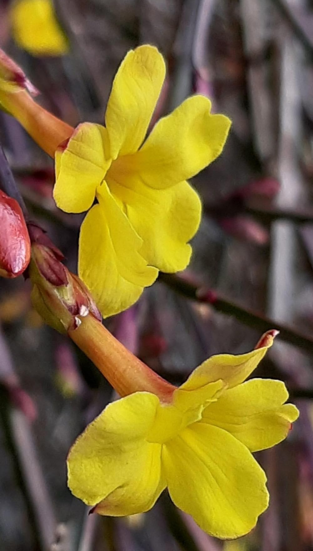 Planta natural Jazmin Amarillo, Jasminum Nudiflorum, 30-40 cm. Planta trepadora con flores fragantes y de un brillante color amarillo. Segura Garden.