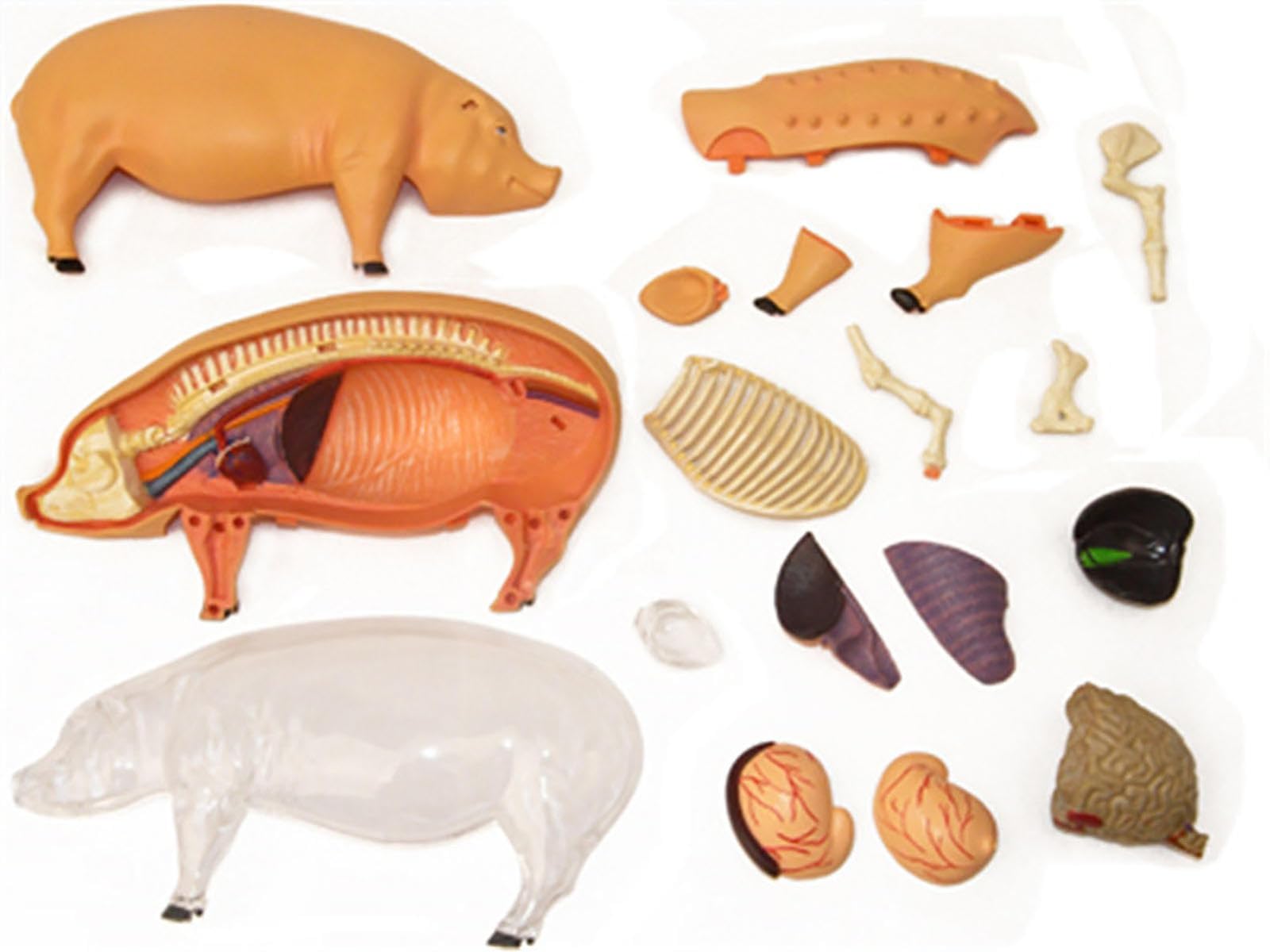 AMITD Modello anatomico di maiale 4D, modello di anatomia scheletrico, modello di anatomia animale - 19 organi staccabili parti del corpo modello animale - modello educativo per dimostrazione medica