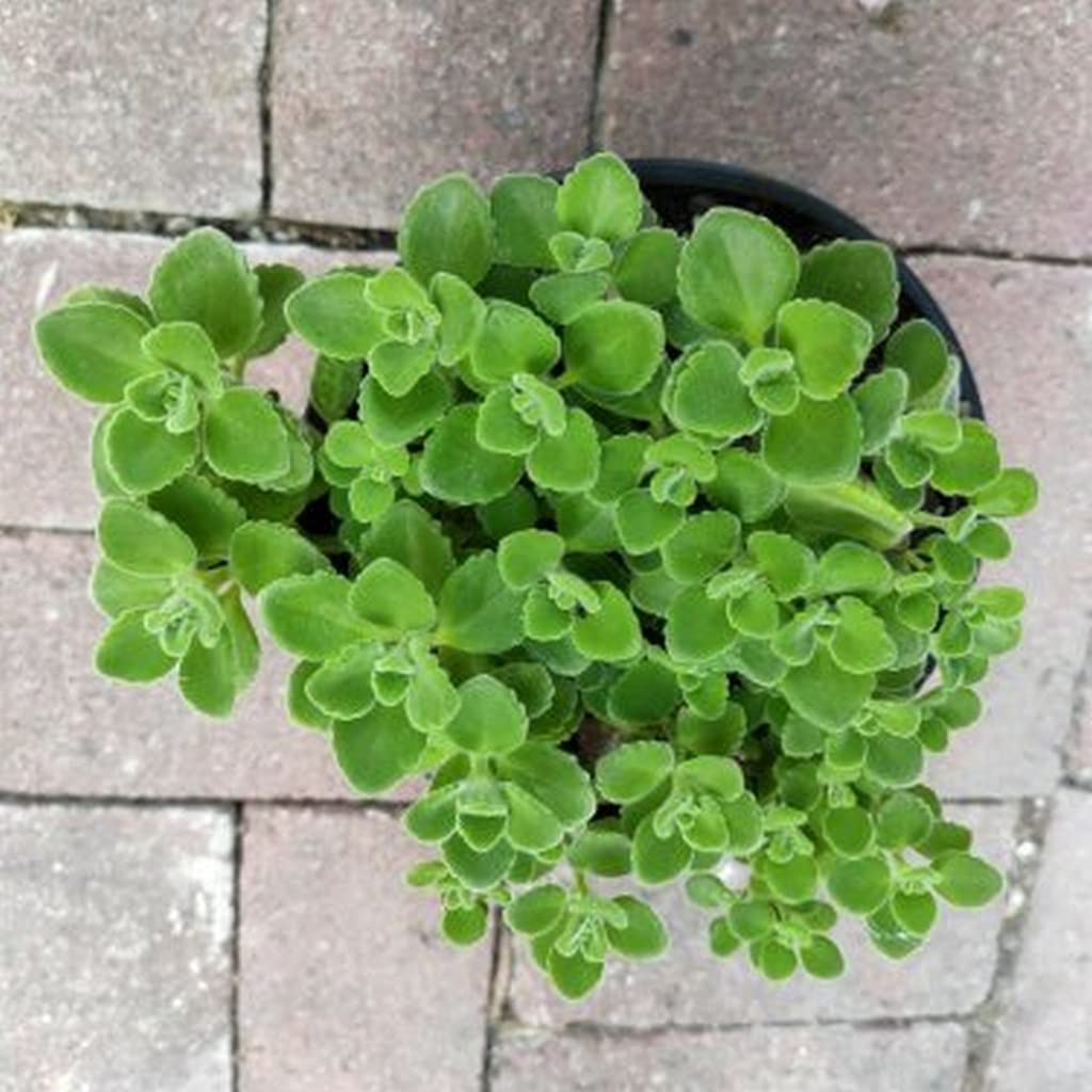 Ohhsome Mint Family Member With Thin Leaves Gardening Plant Vicks (Healthy Live Plant) (B09HN58FB2) Amazon Price History, Amazon Price Tracker