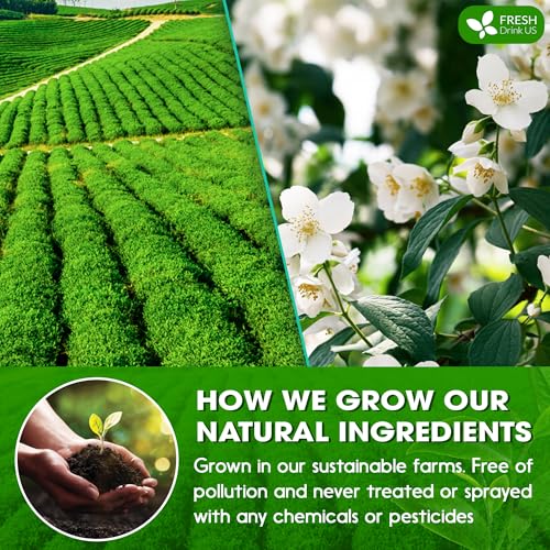 Image of FreshDrinkUS, Premium 20 Tea Bags of Jasmine Green Tea, 100% Natural. Exquisite Flavor, Handpicked Leaves, Perfect for Tea Lovers. No Sugar, No Gluten, Vegan.