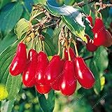  ScoutSeed Kornelkirschensamen seltene Frucht sÃ¤t Kornelkirschbaum Cornus Hartriegel