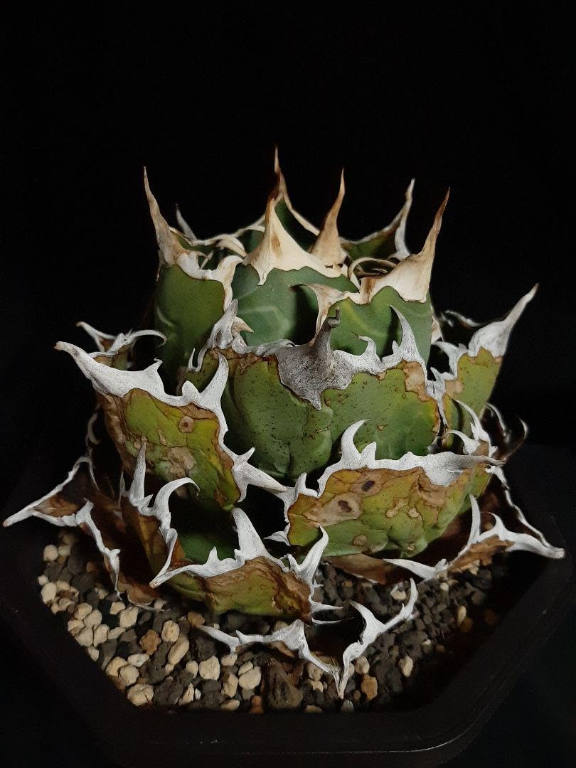 アガベチタノタ白鯨ワイルド大株親株シーザーハデスオテロイ