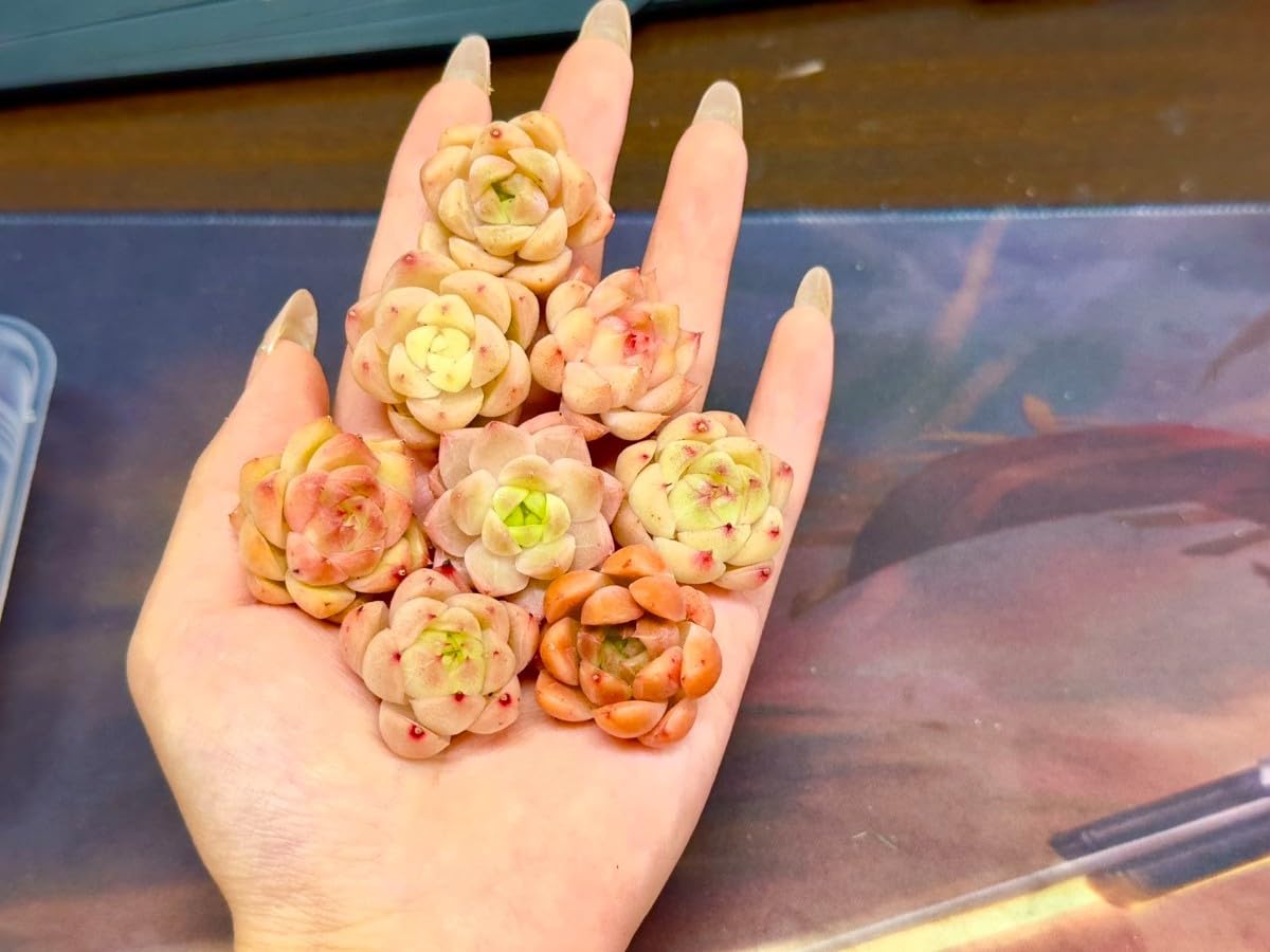 Amazon.co.jp: 韓国苗 多肉植物 エケベリア 発根済み カラフル 15苗