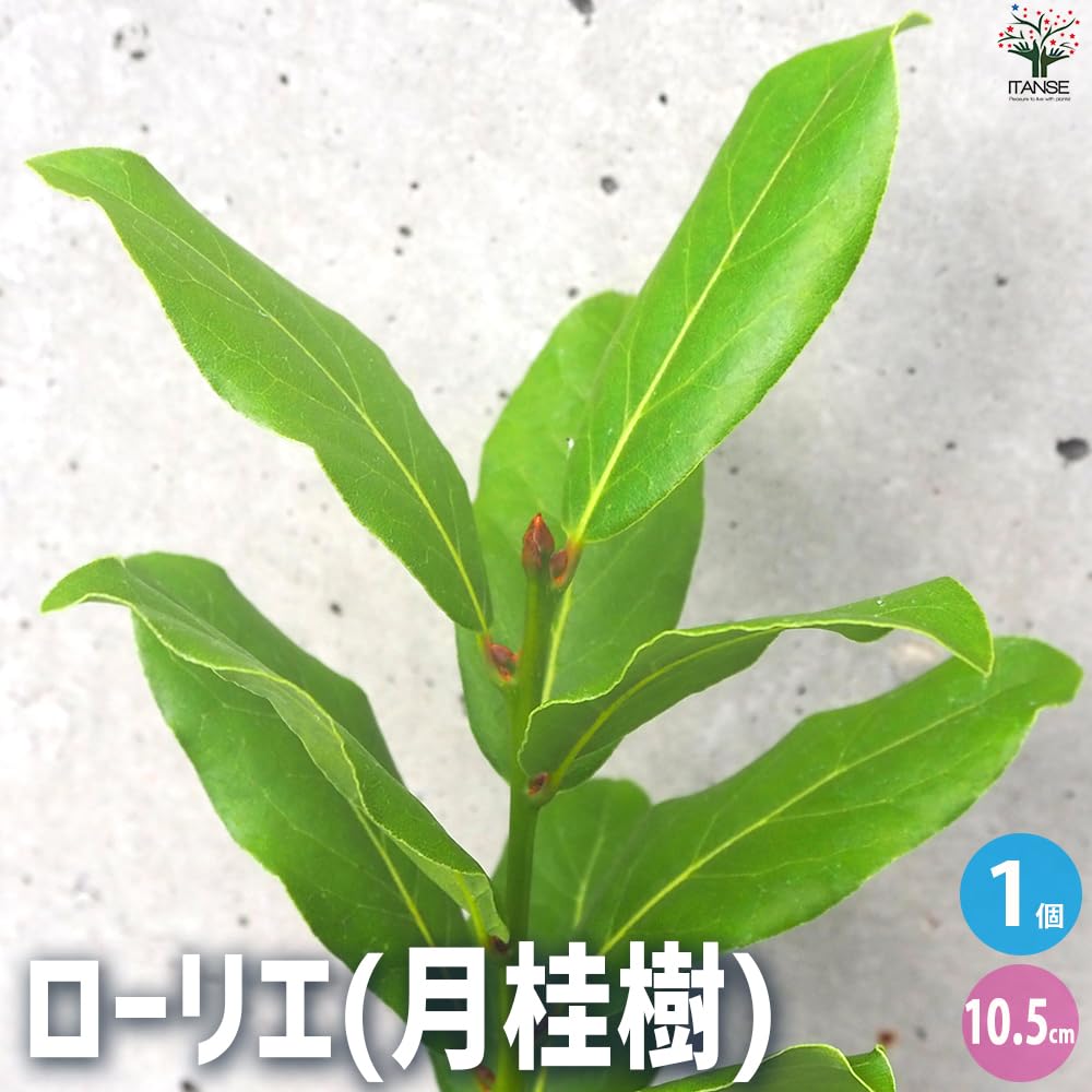 月桂樹　ローリエ Amazon.co.jp: ITANSE ローリエ(月桂樹) 10.5cmポット 1個