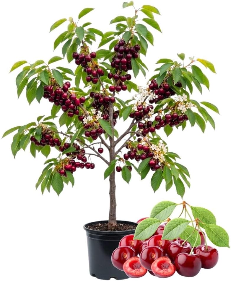 Bright Red Cherry Trees Live Plants 3-4 Feet Tall, Sweet Cherry Fruit Plants Live 3 Gallon Pot, Hardy Fruit Trees for Planting, No Ship to CA