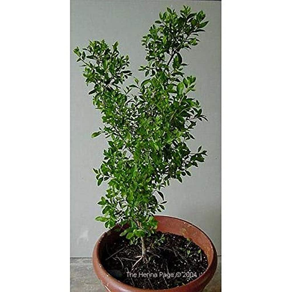 Creative Farmer Live Henna/Mehndi Herbal Plant Gardening Hennaplant (Healthy Plant) (B09HCS48TD) Amazon Price History, Amazon Price Tracker
