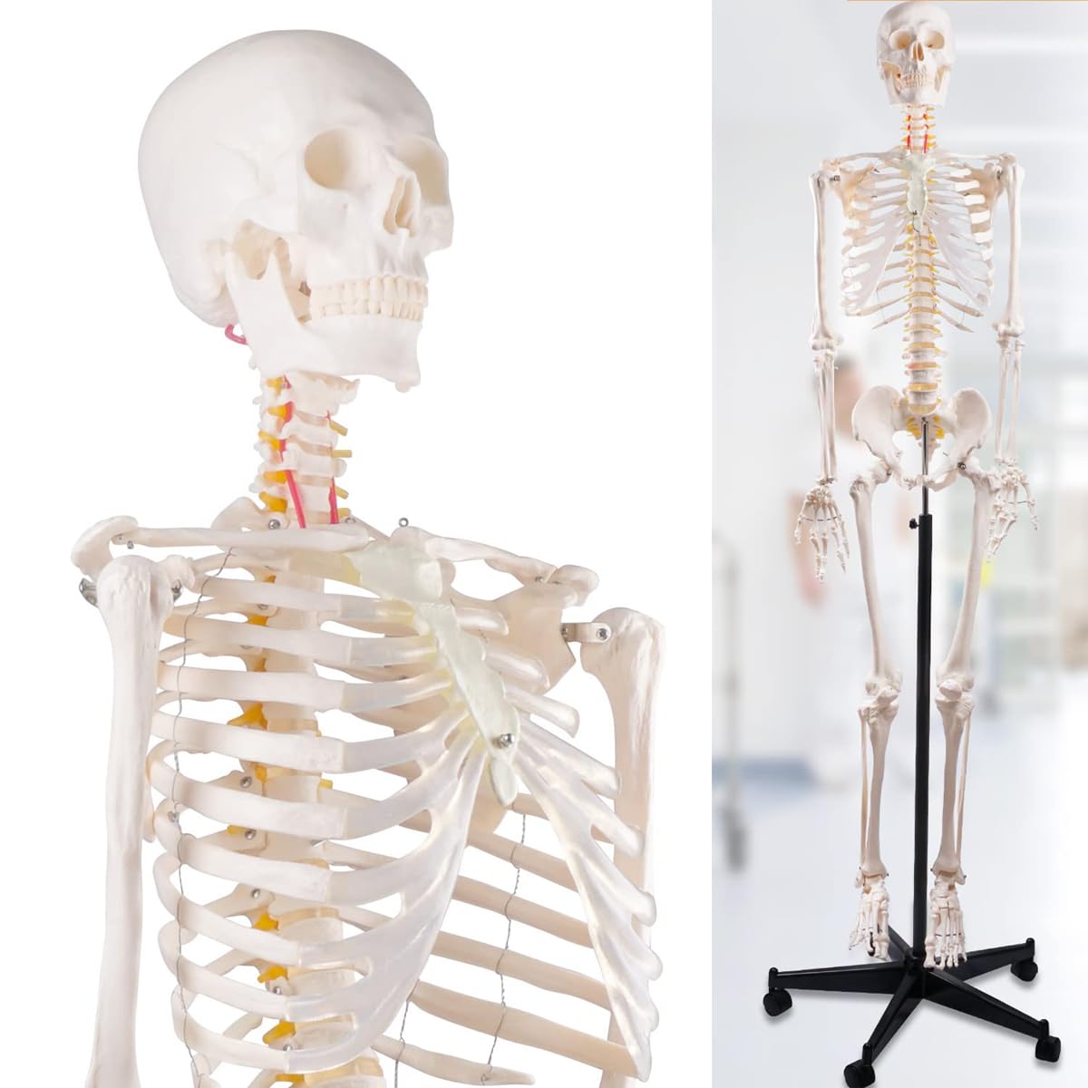 70,8 Zoll großes menschliches Skelettmodell mit Rollständer, 170 cm flexible anatomische Skelettnachbildung, 1 Stück