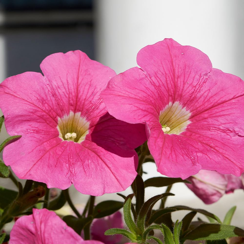 Petunia Pendolino Rose Eye F1 Seeds – Fast Growing, Tolerates Cold, Even Frost – Half Hardy Annual – for Your Beautiful Garden