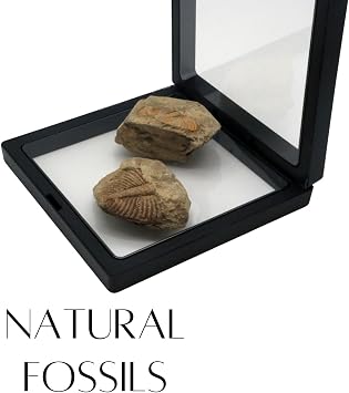 Authentic Fossils with Collection Box & Magnifier (Trilobite Tail)