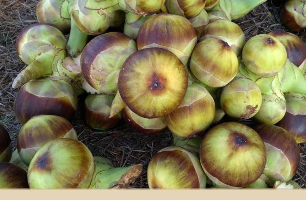 Live Plamyra Plam/Ice Apple Plant/Tal Tree, Fast Growing Healthy & Fresh Outdoor Fruit Plant, Summer Shade Tree Perfect For Home Garden (Pack Of 1) ZP_11-image-4