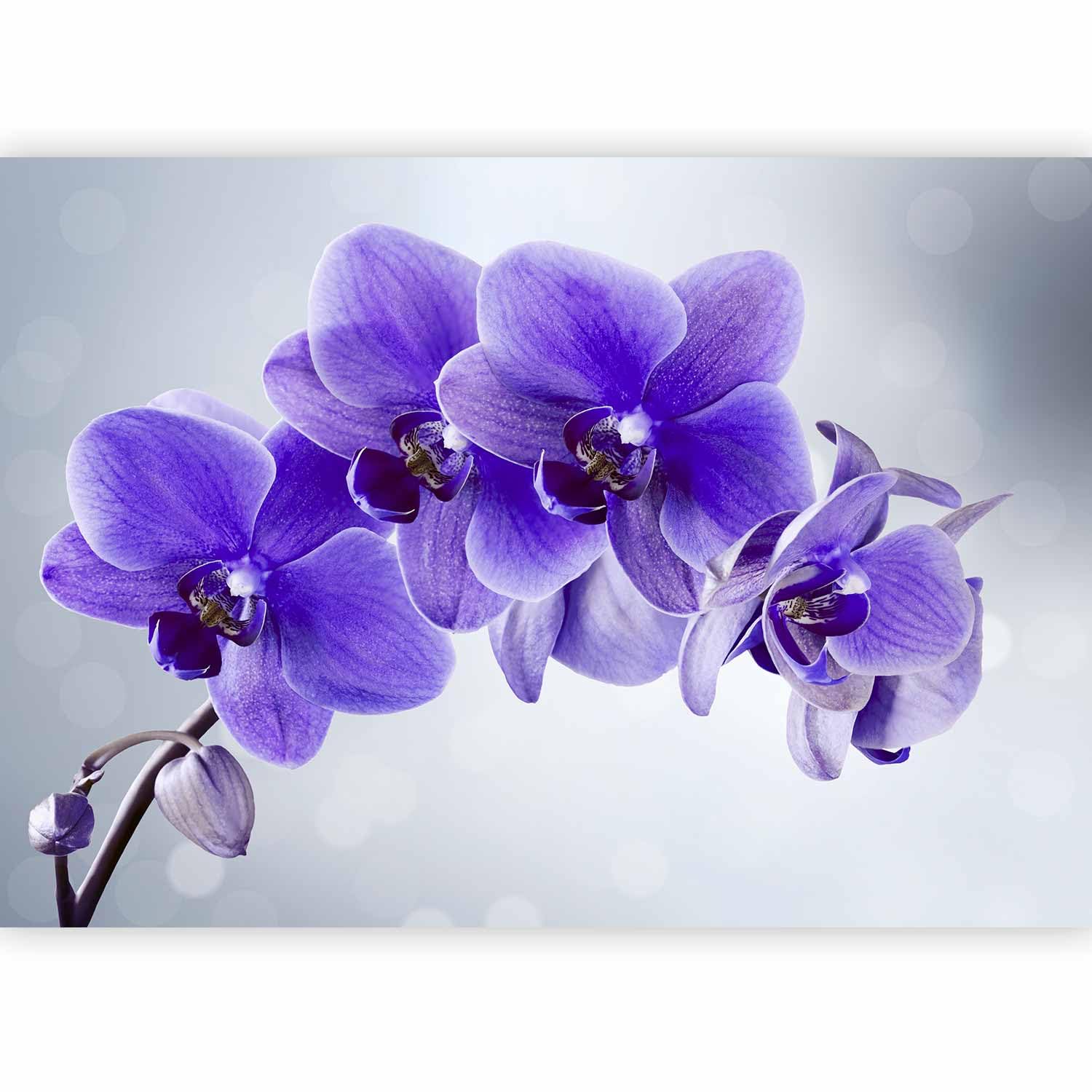 murando Fotomurales autoadhesivo Flores 441x315 cm Papel Pintado Decoración