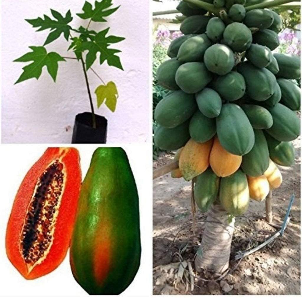 See full amazon price history chart for East west papaya seeds hybrid (600 seeds) East west papaya seeds hybrid (600 seeds) (B0CLT67BMP) Amazon Price History, Amazon Price Tracker