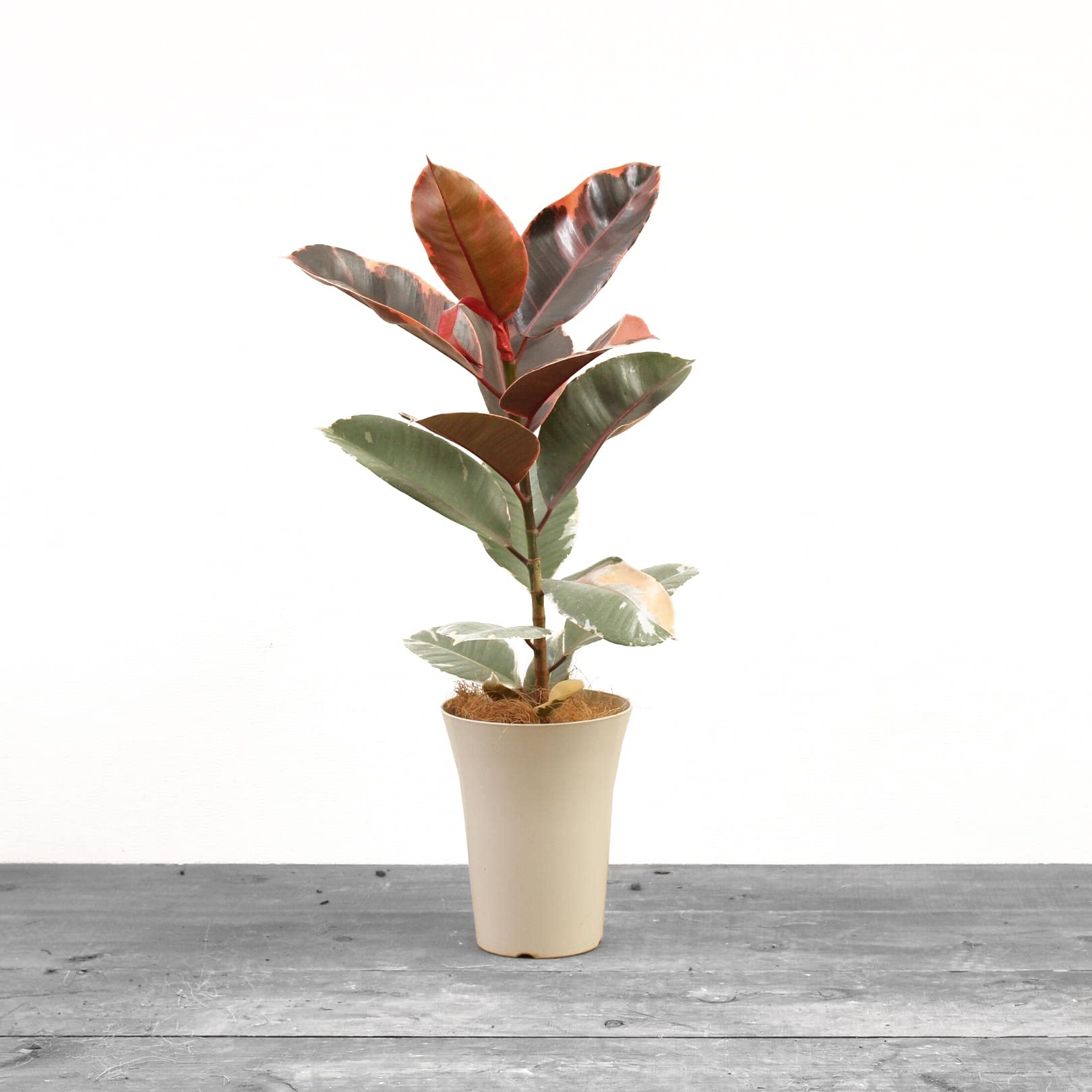 引き取り限定】フィカス ルビー 8号 【公式通販】