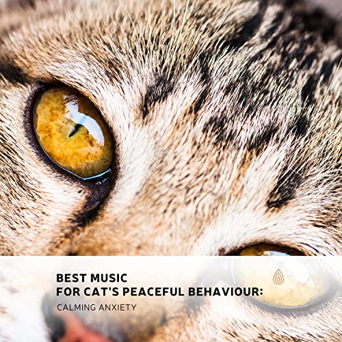 Best Music for Cat's Peace