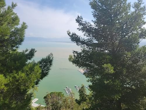 Miniatura 8 de Bella DiVincenzo Aceite de oliva virgen extra prensado en frío 100 auténtico siciliano importado de Sicilia 169fl oz 1690 floz