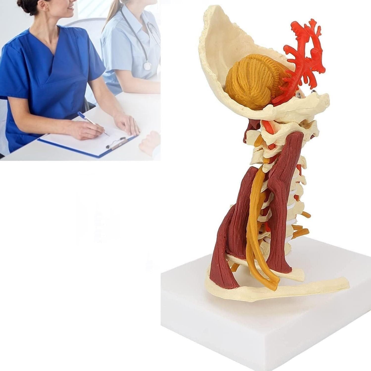 Modèle carotide et nerf spinal AMITD anatomique en 6 pièces pour comprendre la région cervicale