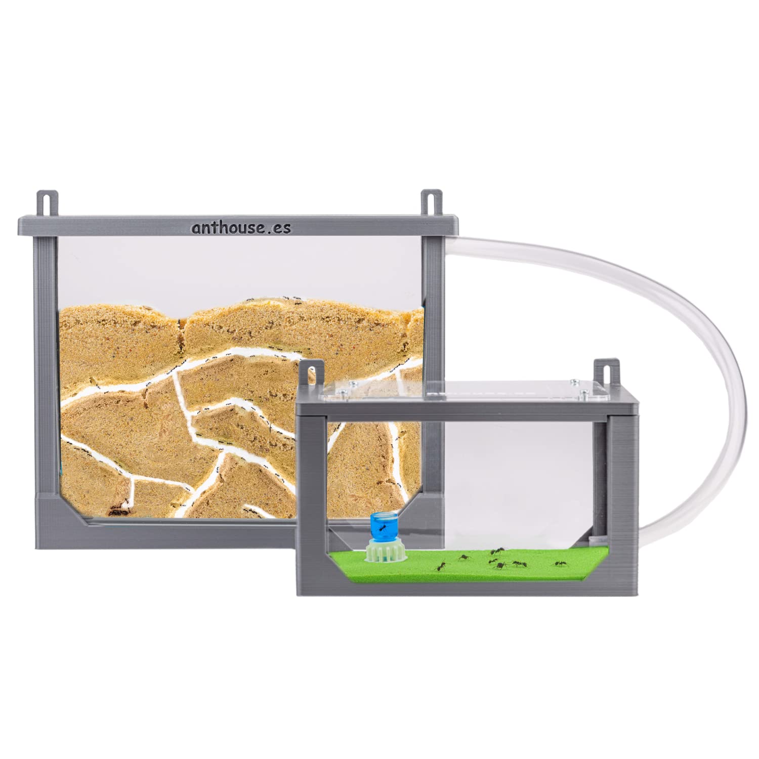 AntHouse.ES - Natural Sand Ant Dugout | Medium 3D Wall Kit - Grey (Sandwich + Foraging Box) | Ants Included