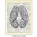 Heart, Lungs, Brain, Intestine Anatomy Organs - Upcycled Dictionary Wall Art Prints for Medical Clinic, Office - 8x10 Vintage Steampunk Goth Decor Set - Gift for Doctor, Nurse, Med School, Student