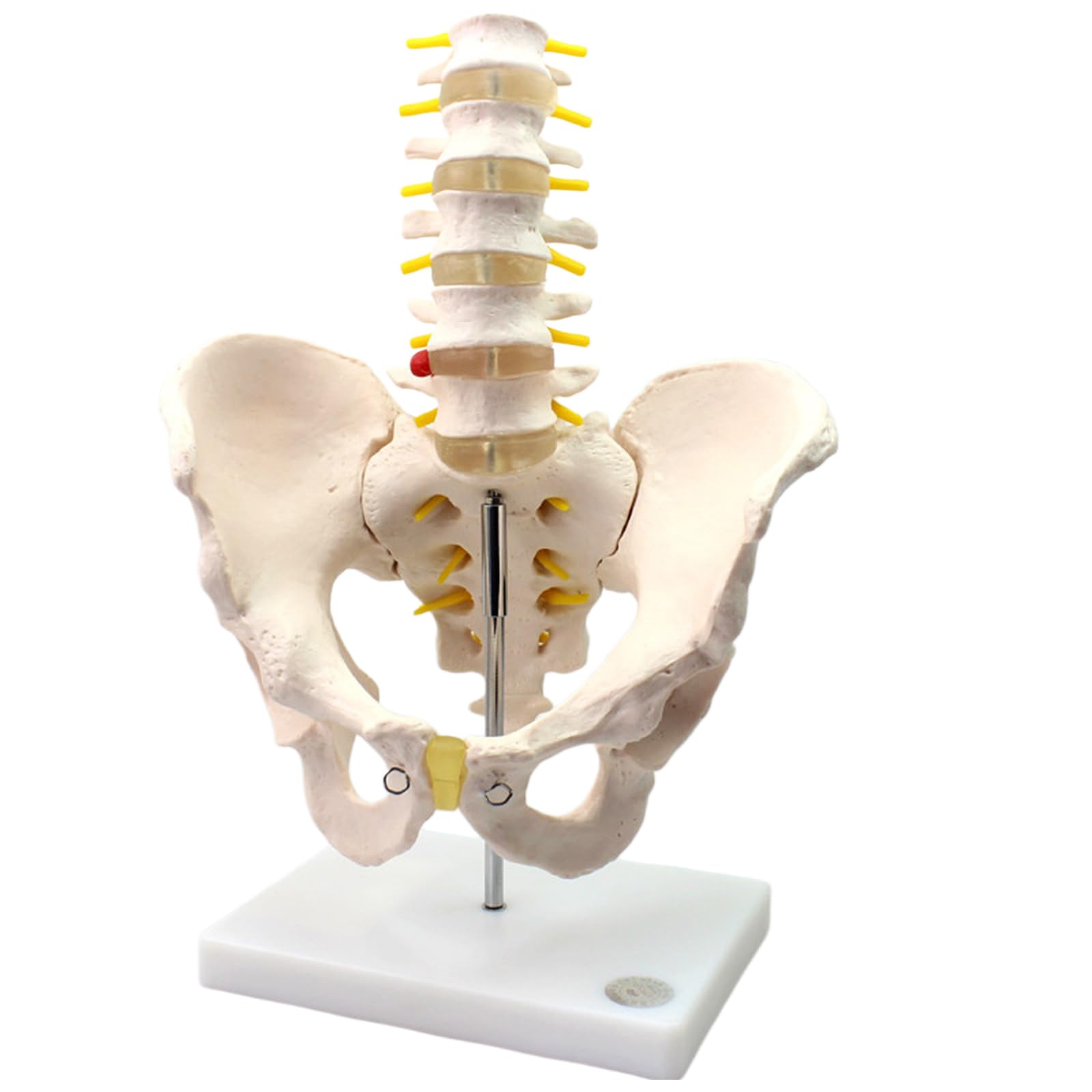 LKYLVEE Anatomical Male Pelvis Model Five-Segment Lumbar Spine Model Professional Skeletal Model for Sports And Fitness Education
