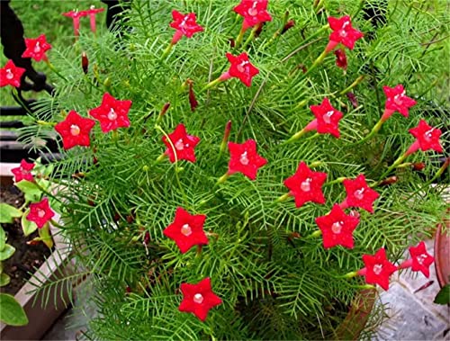Mixed Colors Ipomoea Quamoclit Seeds 100+ Cypress Vine Red Quamoclit Flower Climbing Annual Garden Heirloom #TOP2