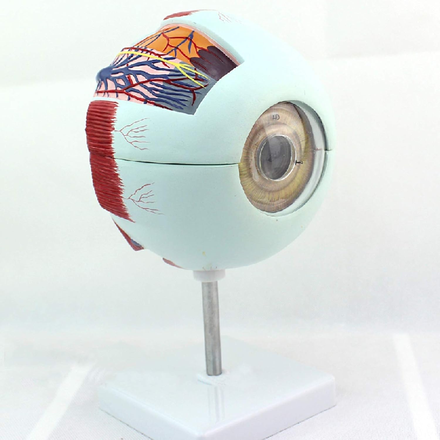 KEZaiZHe Anatomy Education Model 11 Human Eyeball Anatomy