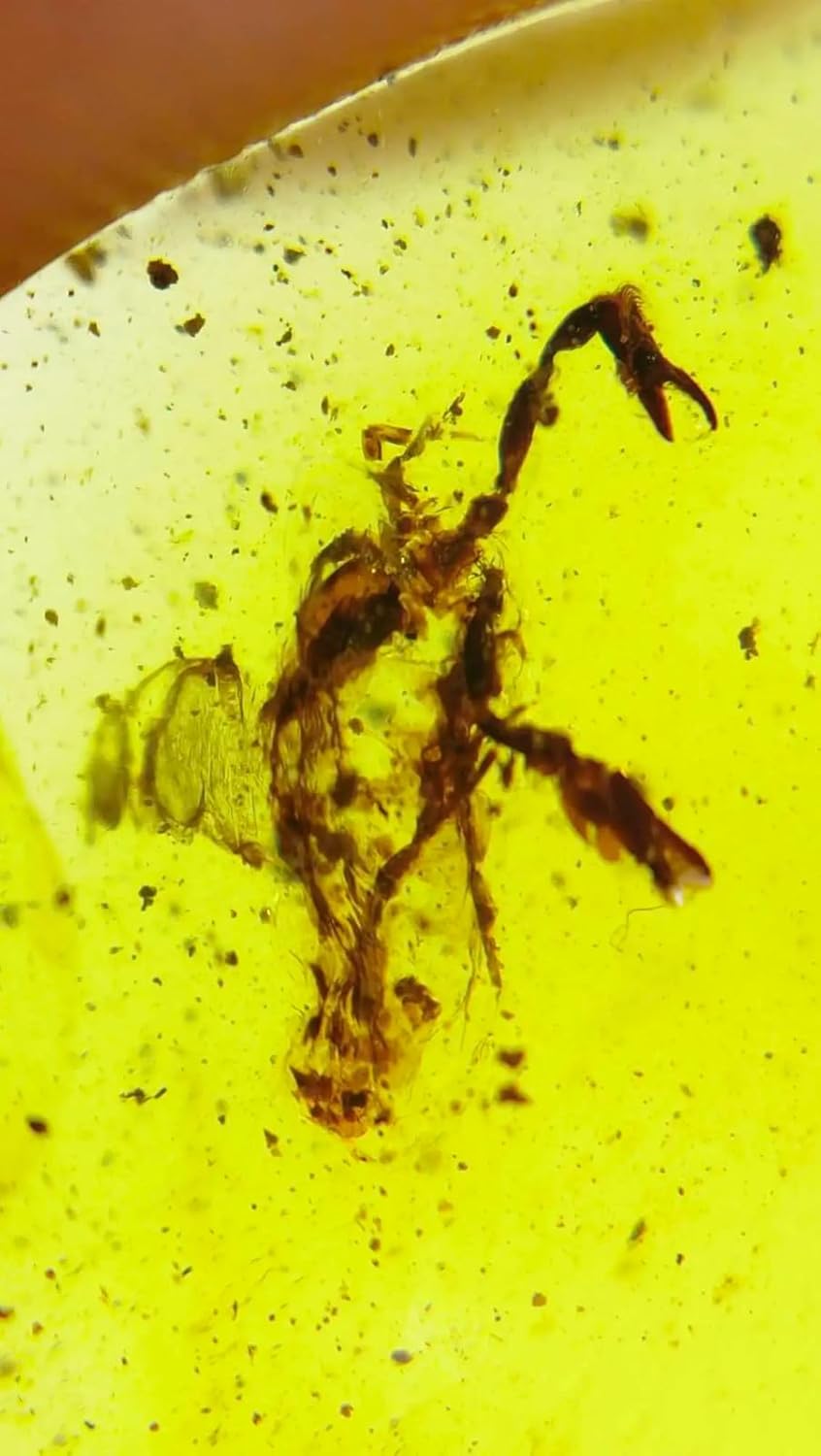 Burmese burmite Cretaceous Scorpion Insect Fossil Amber Myanmar