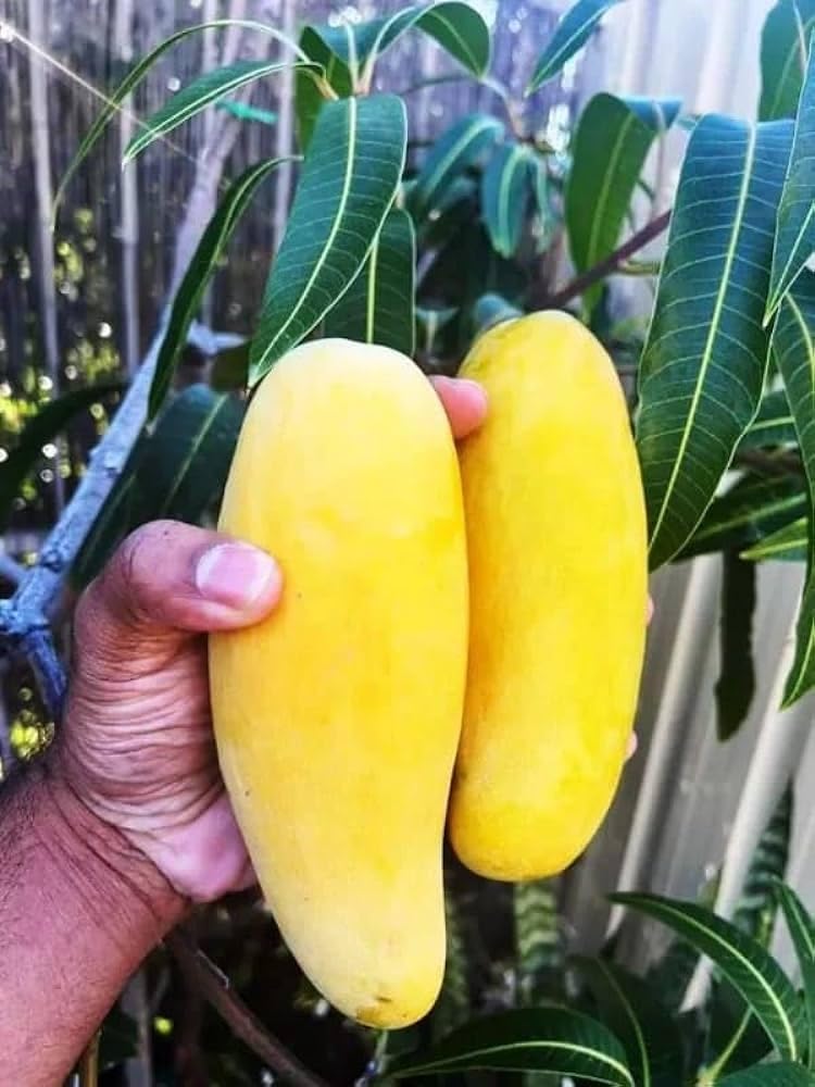 Golden Bloom Original Thai Grafted Sweet Banana Mango Plant Grafted Height 2-3 Ft - Fruit And Fruit Plant Pack of 1 (B0D3B78RL8) Amazon Price History, Amazon Price Tracker
