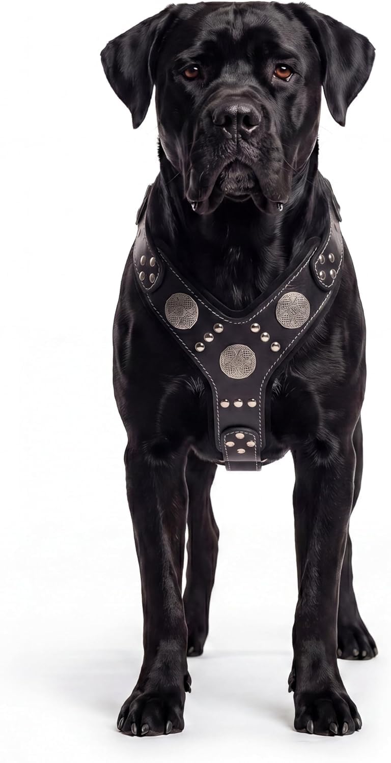 Bestia |Maximus| Leder Brustgeschirr für große Hunde. | Größe M- für einen Brustumfang von 50 cm bis 75 cm, Schwarz/Schwarz, 145 cm