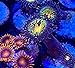 coralSLover Live Saltwater Coral Frag - Pacman Zoanthids (2 Heads)