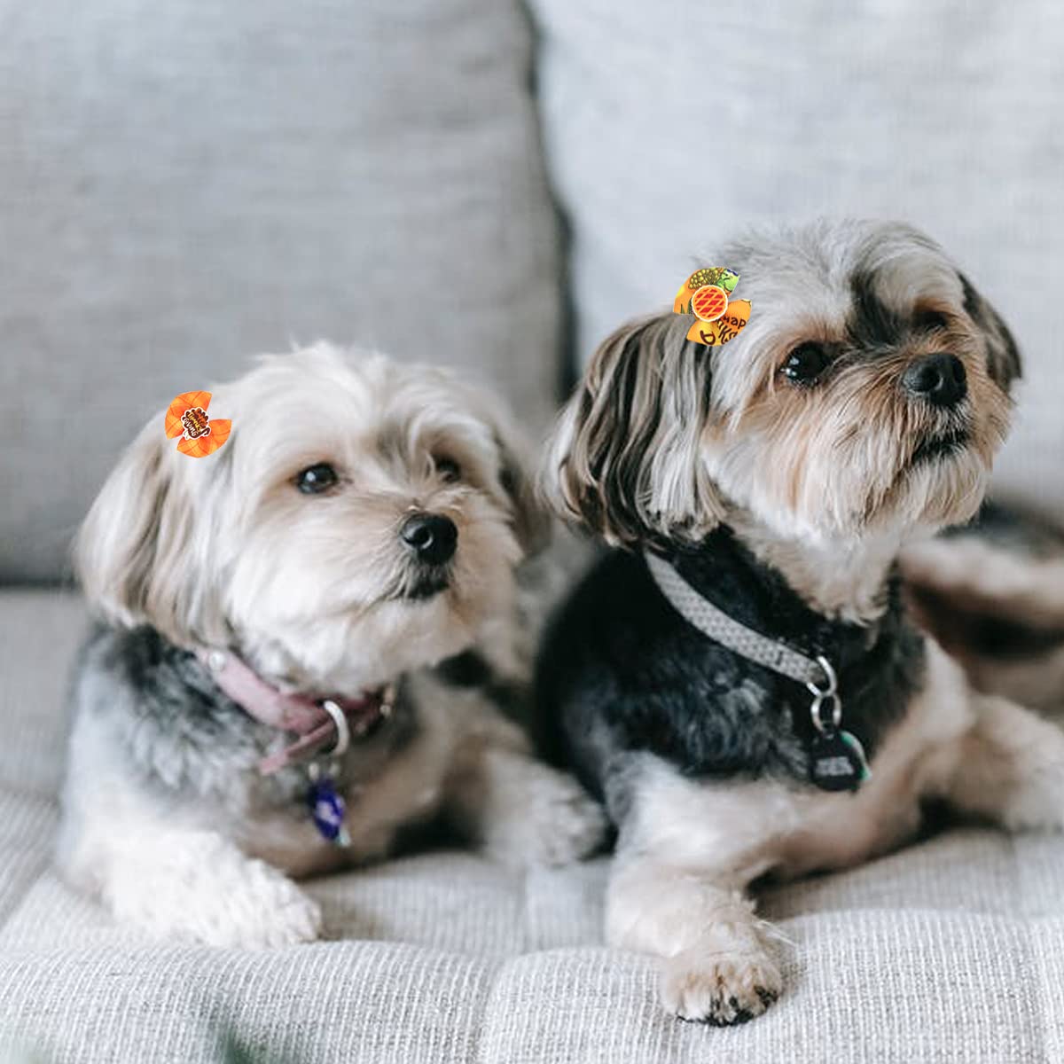 Fiocchi per capelli per cani Petunny per il Ringraziamento, 30 fiocchi per cani autunnali con elastici in gomma, accessori per capelli per cani e gatti (colore casuale)