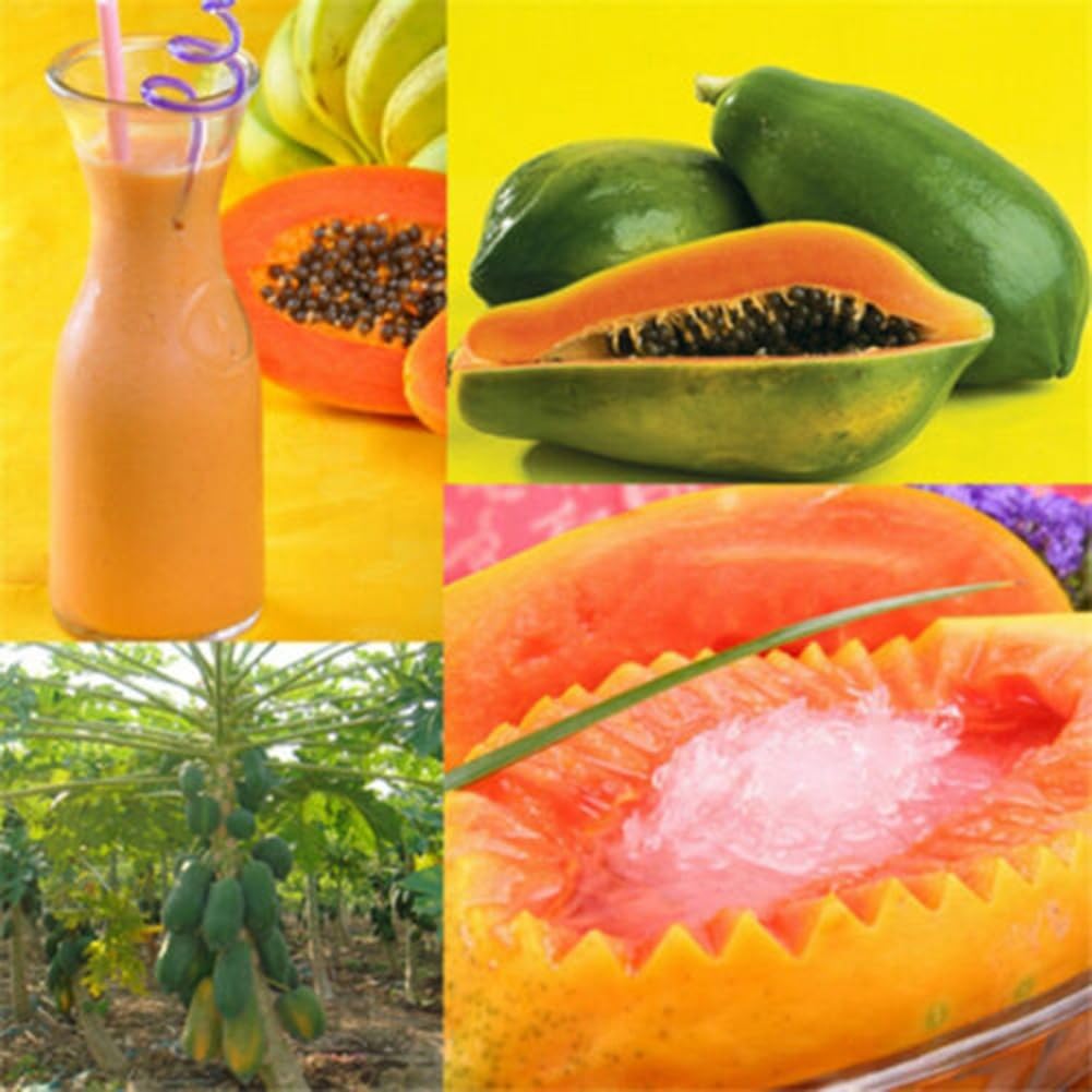 Albero della pianta di papaya immagini e fotografie stock ad alta risoluzione