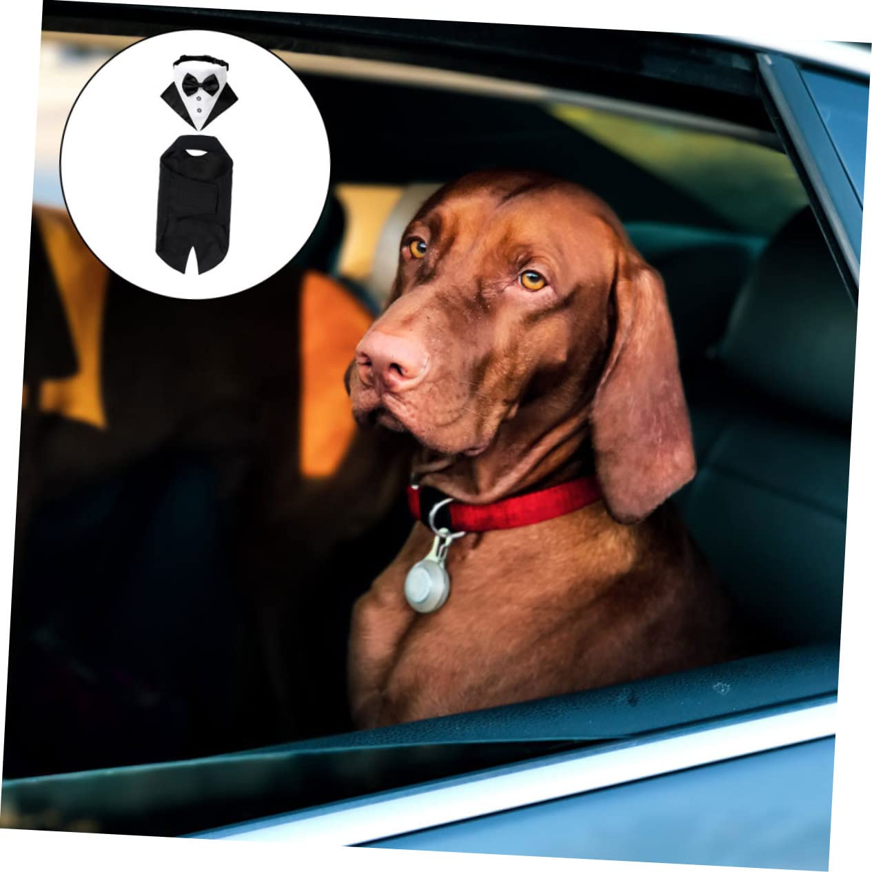 ABOOFAN 2 Set Di Costume Per Cani Da Compagnia Traspirante Bandana Regolabile E Confortevole Per Occasioni Speciali