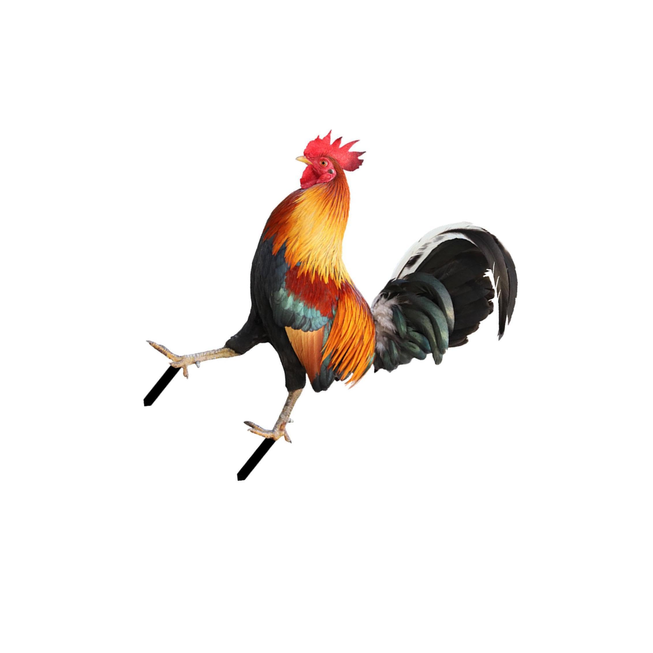 AMSLSIU Playful Yard Art Decorative Garden Stake Lifelike Rooster Garden