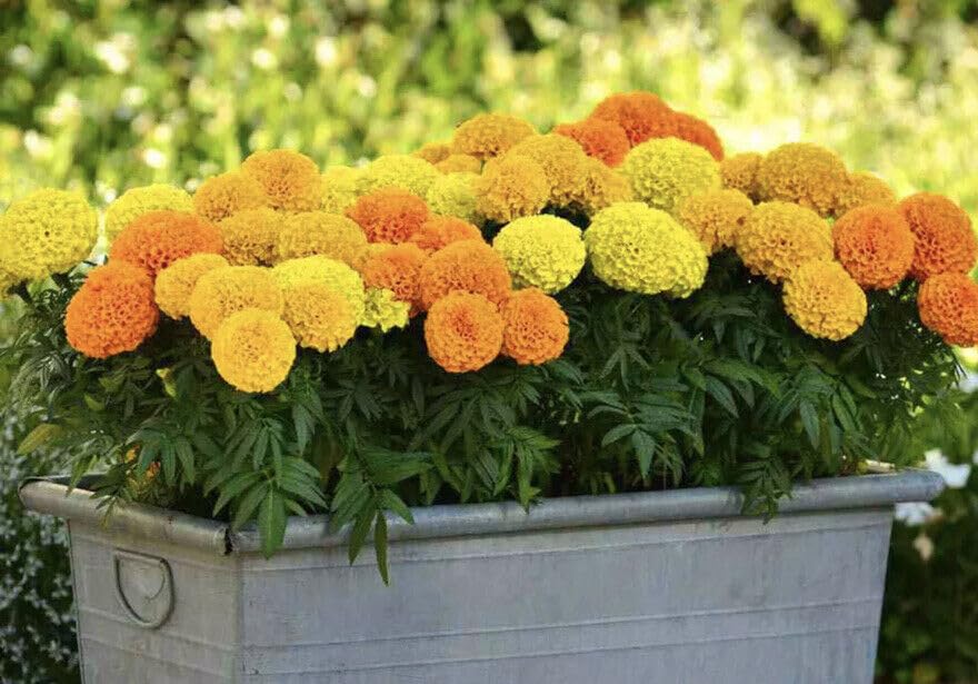 Buy4seeds 40 x Giant TAGETES ERECTA Marigold Mixed Seeds Easy for Grow Garden