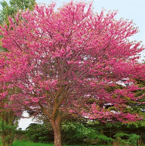 Judasbaum Plantapro Cercis siliquastrum 150-200 cm mit rosafarbenen Blüten