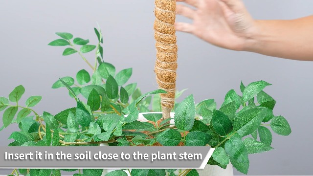 Amazon | Mcbazel 120CM 観葉植物 園芸 支柱 モンステラ モスポール