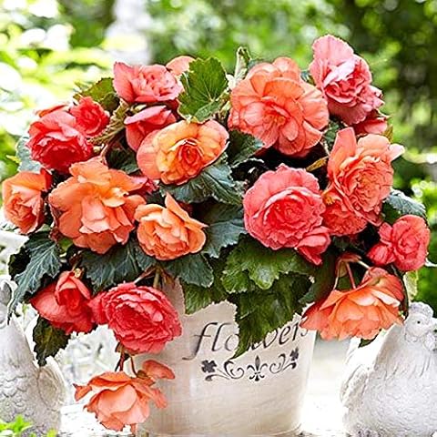 Begonia Odorosa Sweet Pink Bulbs for Gardens Cover