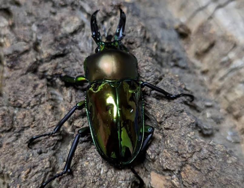 ※ニジイロクワガタ野外標本PAセット ニジイロクワガタ野外標本PAセット - メルカリ