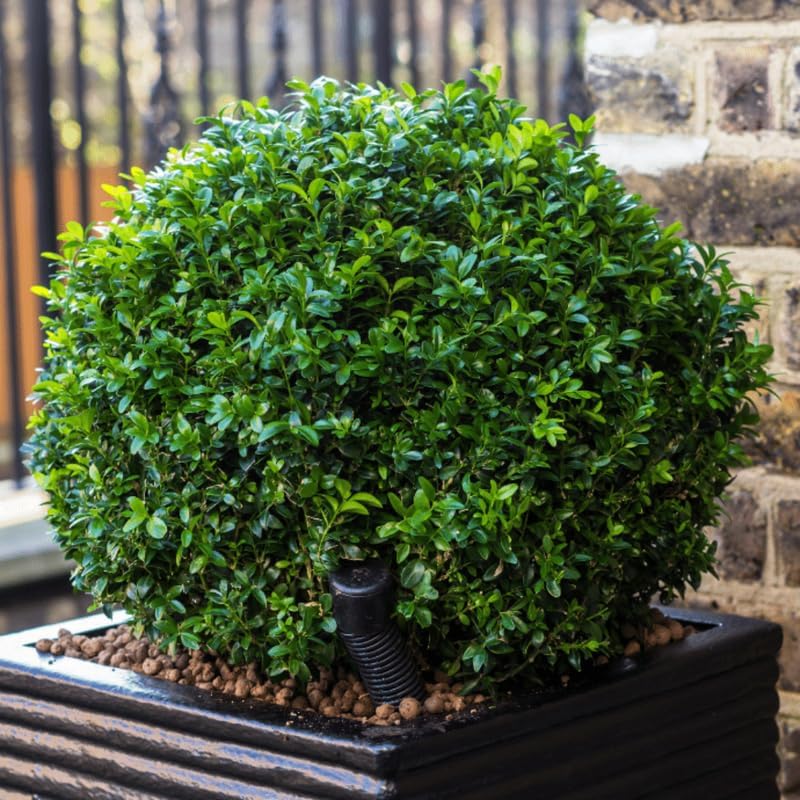 Green Velvet Boxwood Shrub, Dense Round Shape, Evergreen Foliage, Ideal for Borders and Landscaping (Liner/Starter/Potted/Single Plant)