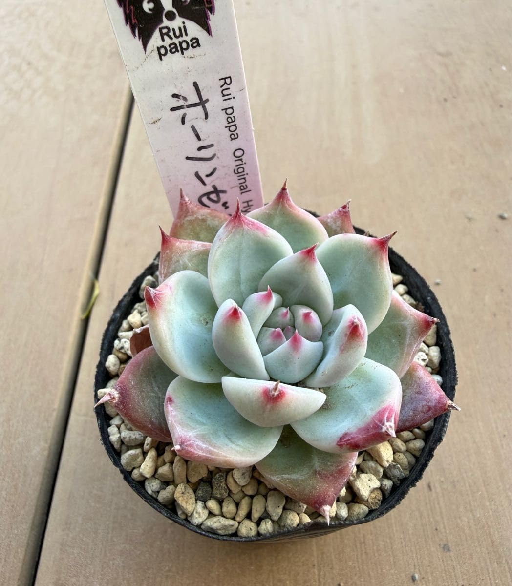 Amazon.co.jp: ホーリンゼ 札 ルイパパさん苗 エケベリア 多肉植物 苗