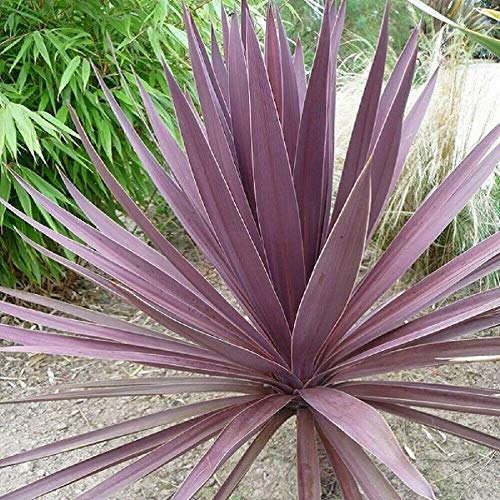Wafer Cordyline (Cabbage Tree/Palm) - Australis Purpurea - 10 Seeds