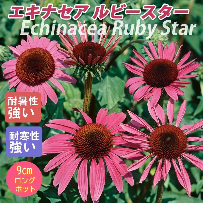 Amazon.co.jp: 宿根草 苗 エキナセア ルビースター 9cmロングポット Amazon.co.jp: 宿根草 苗 エキナセア ルビースター 9cmロングポット